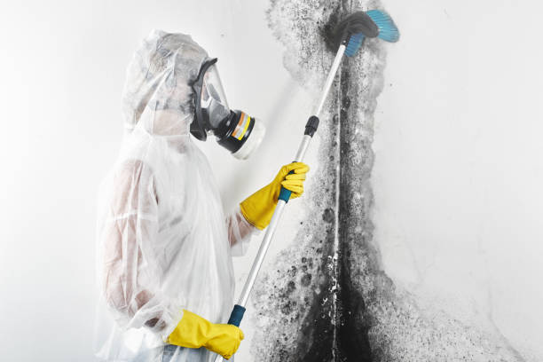 Best Airborne Mold Testing  in Bernie, MO