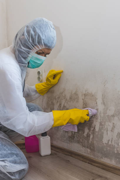 Mold Odor Removal Services in Bernie, MO